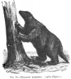 FIG. 14.—MYLODON ROBUSTUS. (<i>After Figuier</i>.)