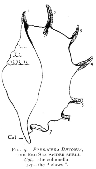 FIG. 5.—PTEROCERA BRYONIA, THE RED SEA SPIDER-SHELL Col.—the columella. 1-7—the ''claws''