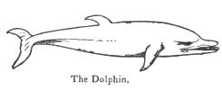 The Dolphin.