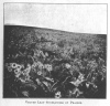 VELVET LEAF SUNFLOWERS ON PRAIRIE.