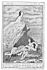 SEAL-FOLK LISTENING TO A MERMAID'S SONG<BR>
<I>From a drawing by John Duncan, A.R.S.A</I>.