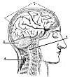 FIG. I.--SIDE VIEW OF BRAIN AND UPPER PART OF SPINAL CORD.