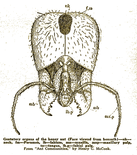 Illustration Illustration