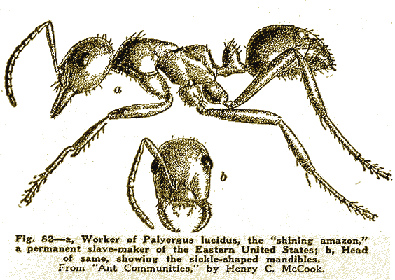 Illustration Illustration