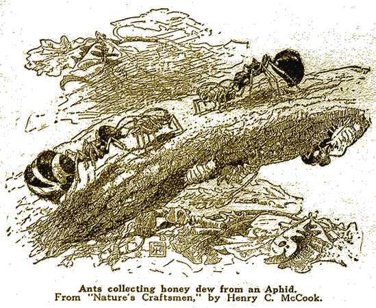 Illustration Illustration