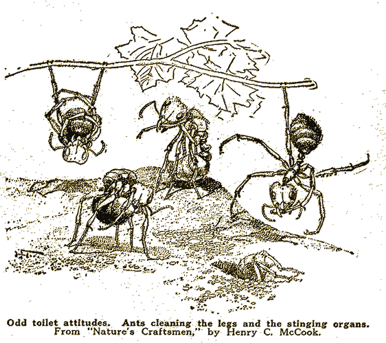 Illustration Illustration