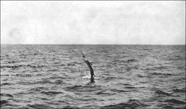 Illustration Illustration