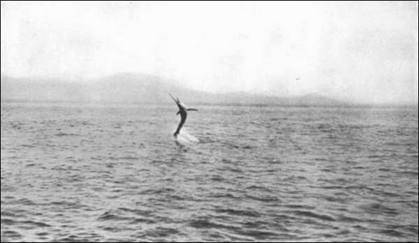 Illustration Illustration