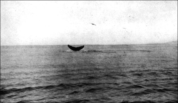 Illustration Illustration