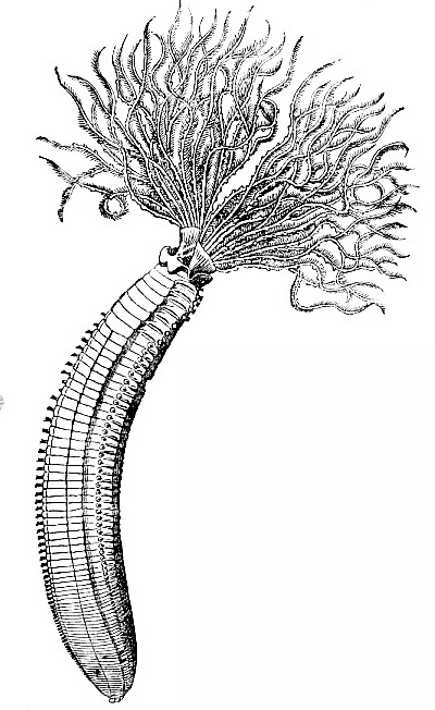 Dasychone infracta image