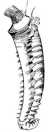 Pectinaria belgica image