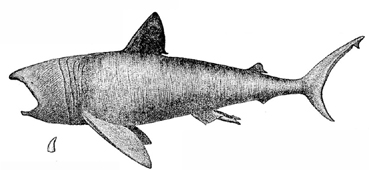 Basking Shark image