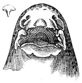 Confluent Nasal and Buccal Cavities in the Chiloscyllium trispeculare (image)