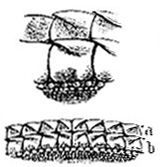 Teeth of Acanthias vulgaris