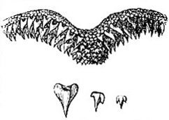 Teeth of Scyllium canicula (image)