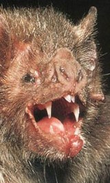 Rabbi Mordecai Magencey