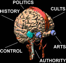 brain diagram