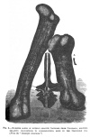 FIG. 5.MONSTER BONES OF EXTINCT GIGANTIC SAURIANS FROM COLORADO, SHOWING RELATIVE PROPORTIONS TO CORRESPONDING BONE IN THE CROCODILE (A).<br> (<i>From the</i> <i>Scientific American</i>.)