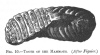 FIG. 10.TOOTH OF THE MAMMOTH. (<i>After Figuier</i>.)