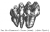 FIG. 11.MASTODON'S TOOTH (WORN). (<i>After Figuier</i>)