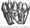 FIG. 12.MASTODON'S TOOTH. (<i>After Figuier</i>)