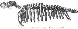 FIG. 15.SKELETON OF RHYTINA STELLERI. (<i>From</i> <i>The Voyage of the</i> <i>Vega</i>)