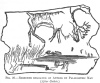 FIG. 20.REINDEER ENGRAVED ON ANTLER BY PALÆOLITHIC MAN<br> (<i>After Geikie</i>.)