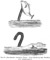 FIG. 75.SEA-SERPENT ATTACHING WHALE. (<i>From Sketches by Capt. Davidson, S.S. </i><i>Kiushiu-maru</i>.)
