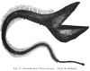FIG. 77.EURYPHARYNX PELIGANOIDES. (<i>From the Daheim</i>.)