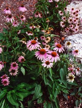 Echinacea