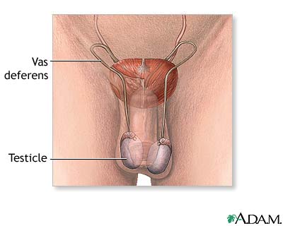Male reproductive anatomy Male reproductive anatomy