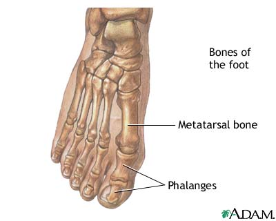 Normal toes Normal toes