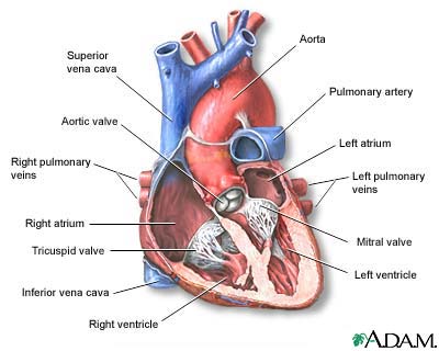 Heart, section through the middle Heart, section through the middle