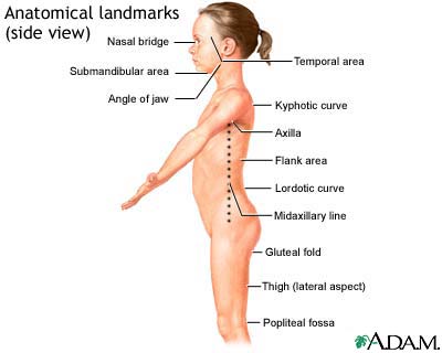 Anatomical landmarks, side view Anatomical landmarks, side view