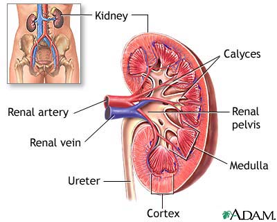 Kidney anatomy Kidney anatomy