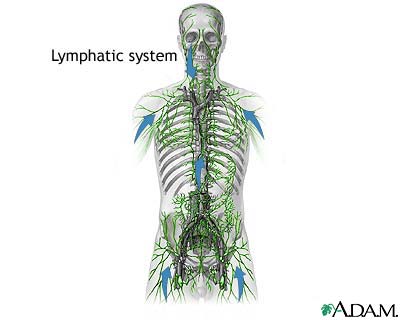 Lymphatic system Lymphatic system