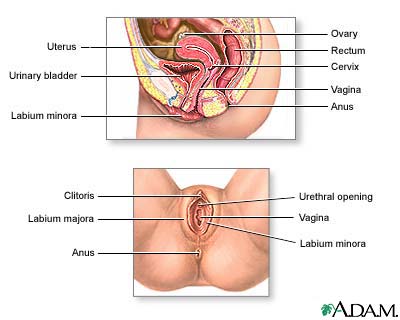Female reproductive anatomy Female reproductive anatomy