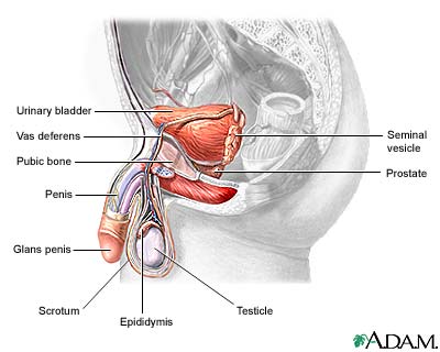 Male reproductive anatomy Male reproductive anatomy