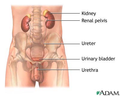 Male urinary tract Male urinary tract
