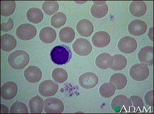 Red blood cells, normal Red blood cells, normal