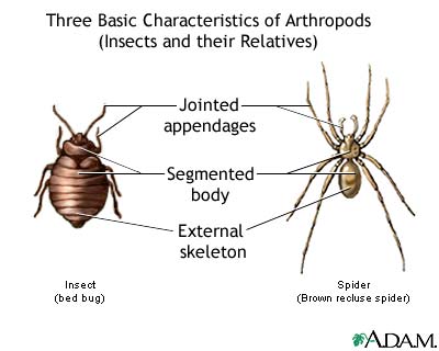 Arthropods, basic features Arthropods, basic features