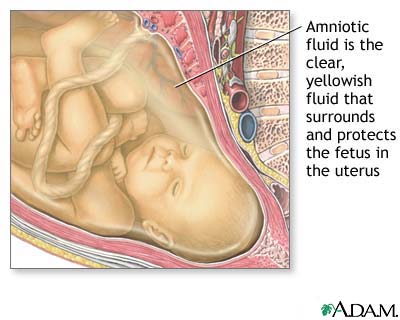 Amniotic fluid Amniotic fluid