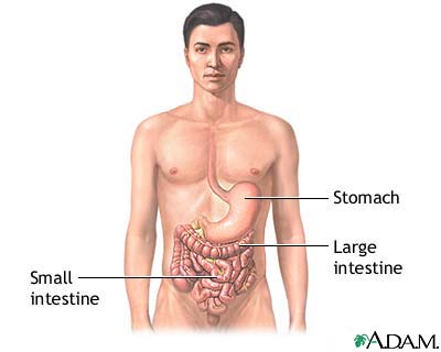 Gastrointestinal anatomy Gastrointestinal anatomy