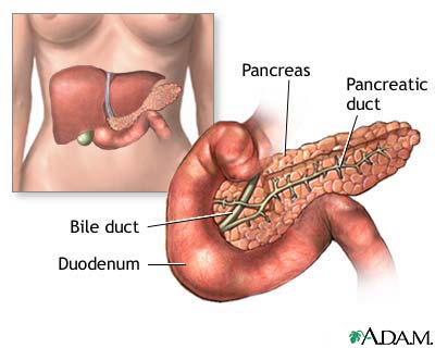 Pancreas Pancreas