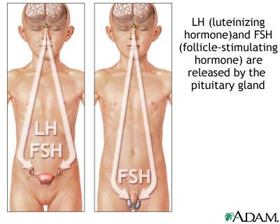 Pituitary hormones Pituitary hormones