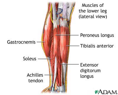 Lower leg muscles Lower leg muscles