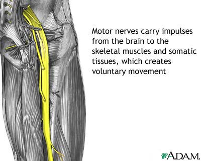 Motor nerves Motor nerves
