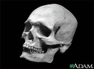 Skull of an adult Skull of an adult