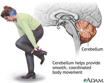 Cerebellum - function Cerebellum - function