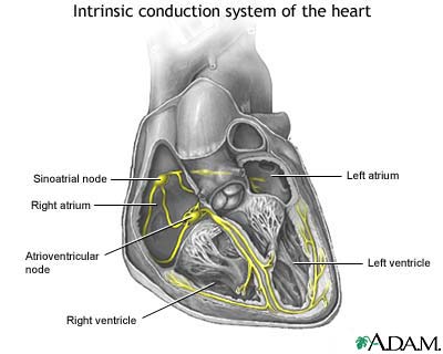 Conduction system of the heart Conduction system of the heart